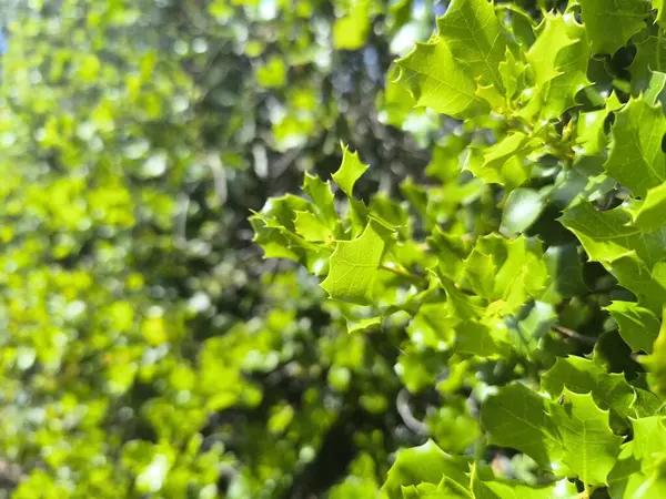 Mükemmel bir ahenk içinde yakalanmış çiçek yeşilinden bir gökkuşağı.. 