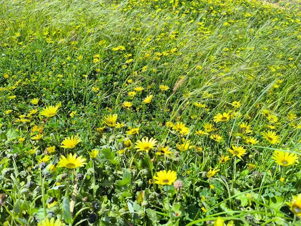 Huzurlu bir bahçede sihirli sarı çiçekler aranjmanı. 