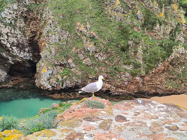 Doğa Detayları: Kristal Temiz Su 'da Rocky Sahili