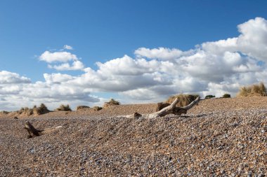 Dead tree trunk on Walberswick beach, Suffolk, England, United Kingdom