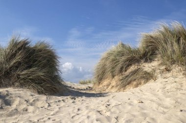 Walberswick Sahili, Suffolk, İngiltere, İngiltere 'de rüzgarda esen otlar