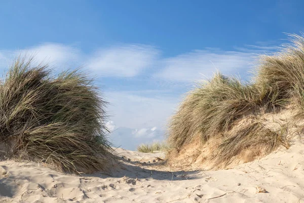Χορτοφάγα Που Φυσούν Στον Άνεμο Στην Παραλία Walberswick Suffolk Αγγλία — Φωτογραφία Αρχείου