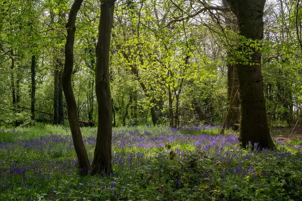Bluebells Skoven Suffolk England - Stock-foto