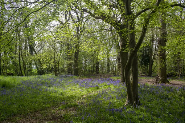 Bluebells Woods Suffolk Angleterre — Photo