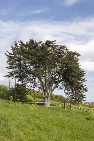 Belton Hills 'teki kozalak ağacı, Leigh-on-Sea, Essex, İngiltere, Birleşik Krallık