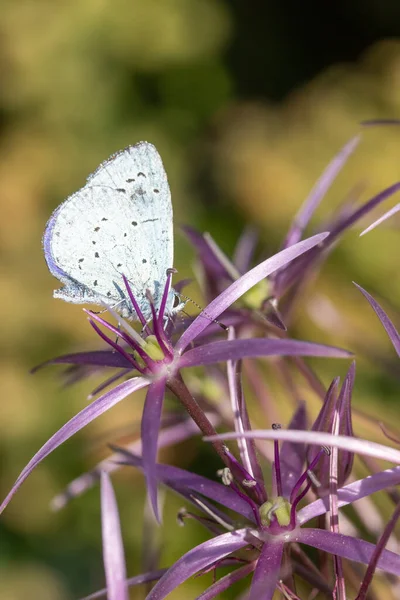 Primer Plano Una Mariposa Azul Acebo Celastrina Argiolus Allium Christophii — Foto de Stock