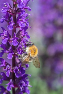 Salvia 'daki Arının yakın plan görüntüsü 