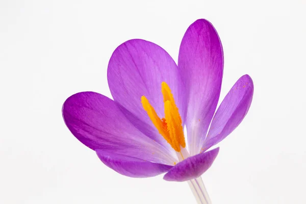 Beyaz arka planda Crocus tommasinianus 'un yakın plan görüntüsü