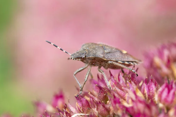 Hylotelephium 'Herbstfreude' Pembe Sedum 'daki Kahverengi Marmorated Stink Bug' ın (Halyomorpha halyson) yakın çekimi