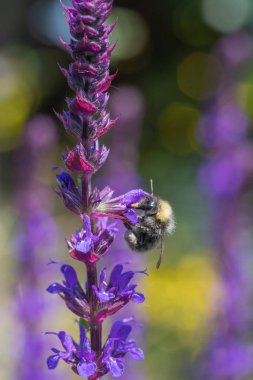 Salvia 'da bir arı yaklaşıyor. 