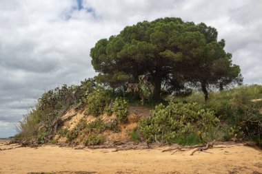 Ria Formosa, Algarve, Portekiz boyunca kozalaklı ağaçlar ve kaktüsler.