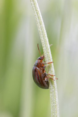 Bir lavanta sapında Biberiye böceğinin (Chrysolina americana) yakın çekimi