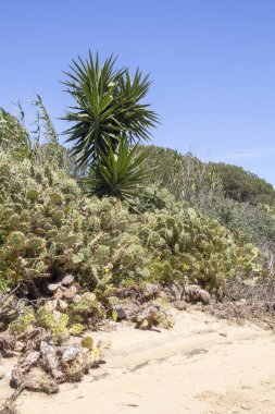 Cacela Velha, Algarve, Portekiz yakınlarındaki sahil boyunca palmiye ağaçları ve kaktüsler.