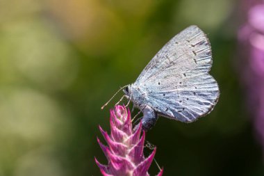 Bir Holly Blue Butterfly 'ın (Celastrina Argiolus) pembe salvia tomurcuğu üzerinde yakın plan çekimi