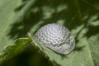 Closeup image of cuckoo spit on a green leaf clipart