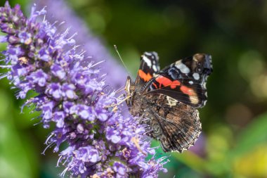 Kızıl Amiral Kelebek (Vanessa atalanta) Agastache 'Kara Yılan' üzerine