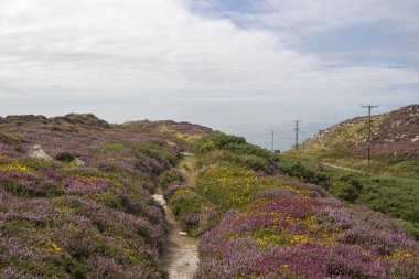 Güney Stack, Anglesey, Galler, Birleşik Krallık 'ta fundalık ve boğaz boyunca patika