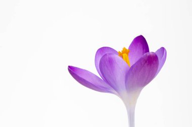 Beyaz arka planda Crocus tommasinianus 'un yakın plan görüntüsü