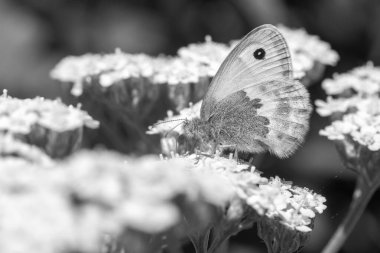 Achillea millefolium 'Summer Pastels' ın siyah ve beyaz çizimi (Maniola jurtina)