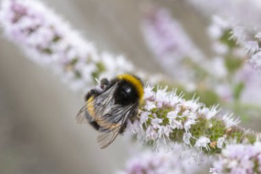 Bee on Mentha suaveolens (Elma nanesi)