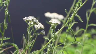 Nehir kıyısında rüzgarda sallanan kır çiçekleri. Rahatlama ve uyum için bir video.