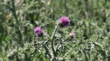Hafif bir esinti devedikeni sallar. Rahatlama ve uyum videosu. Sakinlik, denge, sevgi ve ışık duygusu..