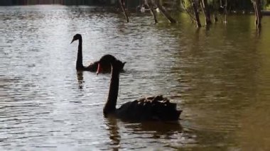 Gölde yüzen iki siyah kuğu (ya da nehir). Rahatlama ve uyum videosu. Sakin, dengeli, sevgi ve ışığın hissi..