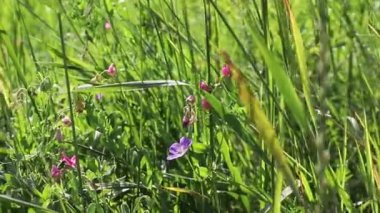 Doğa, bir esinti kır çiçeklerini sallar. Rahatlama ve uyum için bir video. Dinlenme, sakinlik, denge, aşk ve ışık hissi.