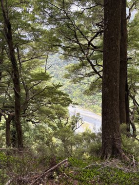 Native beech forest on Turere ridge, looking down to the Orongorongo River valley, Remutaka Forest Park, New Zealand.  clipart