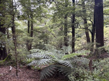 Güzel eğreltiotları ve kayın ağaçları olan el değmemiş yerli ormanlar, Remutaka Orman Parkı, Yeni Zelanda 