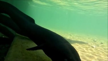Yeni Zelanda 'daki Nelson Lakes Ulusal Parkı' ndaki Rotoiti Gölü 'nde uzun süre yüzgeçli yerli yılan balıkları çekildi. Hayvanlar, yerel rıhtımın etrafındaki berrak sularda kolayca görülebilir.. 