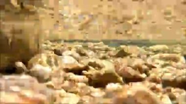 Suyun taşların üzerinden temiz suda aktığı sualtı videosu, Cradle Mountain Ulusal Parkı, Tazmanya Avustralya. 