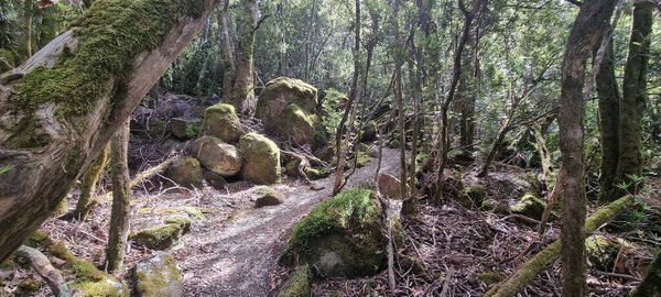 Landscape view of bush forest track on Three Capes trail, Mt.Fortescue, Tasman National Park, Tasmania, Australia. 