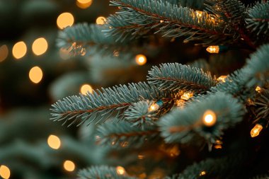 Close-up of evergreen branches adorned with warm holiday lights. clipart