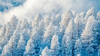 Snow-covered evergreen trees glisten in the winter sunlight. clipart