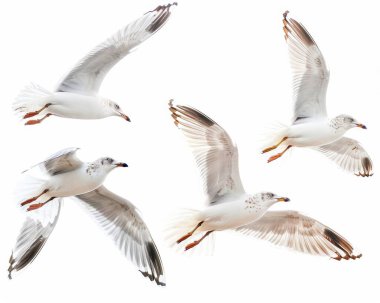 Four elegant gulls in flight, showcasing their graceful wings and vibrant plumage against a white background. clipart