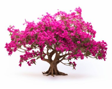 A vibrant pink bougainvillea tree showcasing its lush blooms against a white background. clipart