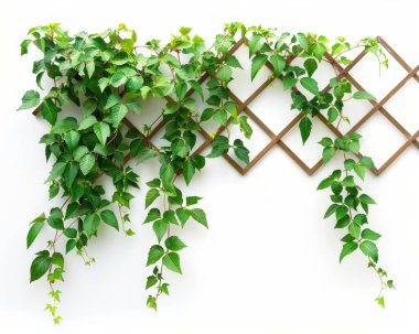 Lush green ivy climbing against a wooden trellis, creating a vibrant and fresh indoor ambiance. clipart