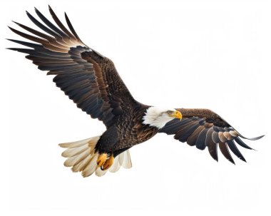 The majestic bald eagle soars gracefully through the blue sky, showcasing its impressive wingspan and striking features. clipart