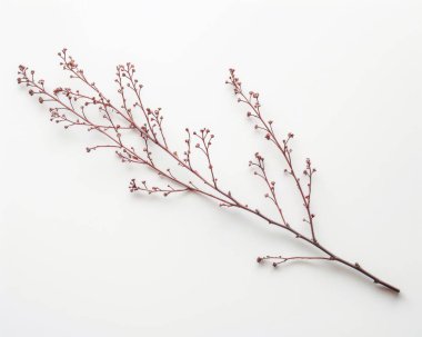 A delicate twig with budding branches and small flower buds on a clean white background. clipart