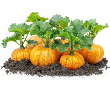 Bright orange pumpkins nestled in dark soil with vibrant green leaves, creating a fresh autumn vibe. clipart