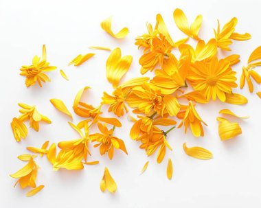 A vibrant arrangement of yellow chrysanthemum petals scattered artistically on a white background. clipart