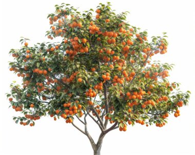 A vibrant orange tree laden with ripe fruits, showcasing a bountiful harvest against a bright white background. clipart