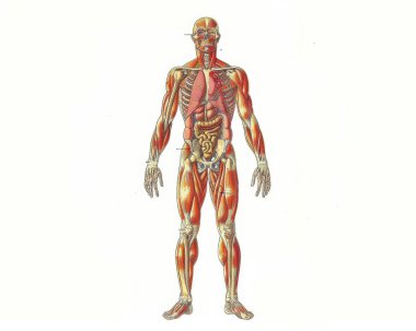 Illustration of the human anatomy showcasing muscles and internal organs. clipart