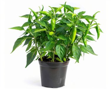 A lush potted green chili plant with vibrant green chilies and rich leaves, showcasing growth and vitality. clipart