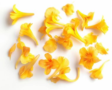 A vibrant arrangement of yellow flower petals scattered elegantly on a white background. clipart