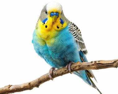 A vibrant blue and yellow budgerigar perched on a branch, showcasing its striking plumage and charming personality. clipart