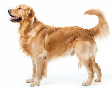 Şakacı bir Golden Retriever gururla duruyor kuyruğunu sallıyor, sıcaklığını ve dostluğunu yayıyor..