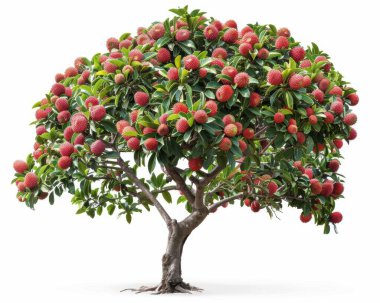 A vibrant lychee tree laden with ripe, red fruits, showcasing its abundant harvest against a clear background. clipart