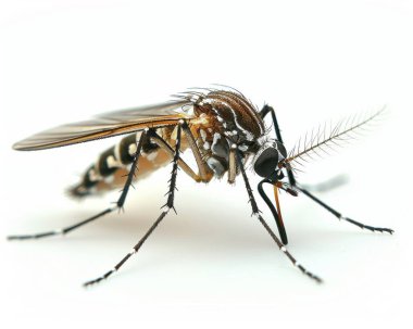 Close-up of a detailed mosquito showcasing its delicate wings and antennae against a white background. clipart